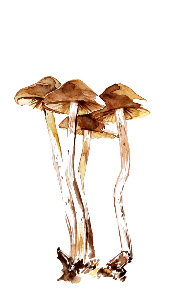 Watercolor painting illustration of magic mushrooms