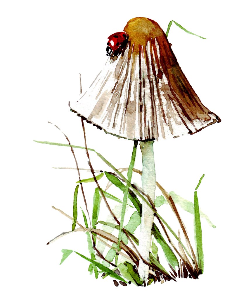 original watercolor painting of a ladybug and mushroom.
