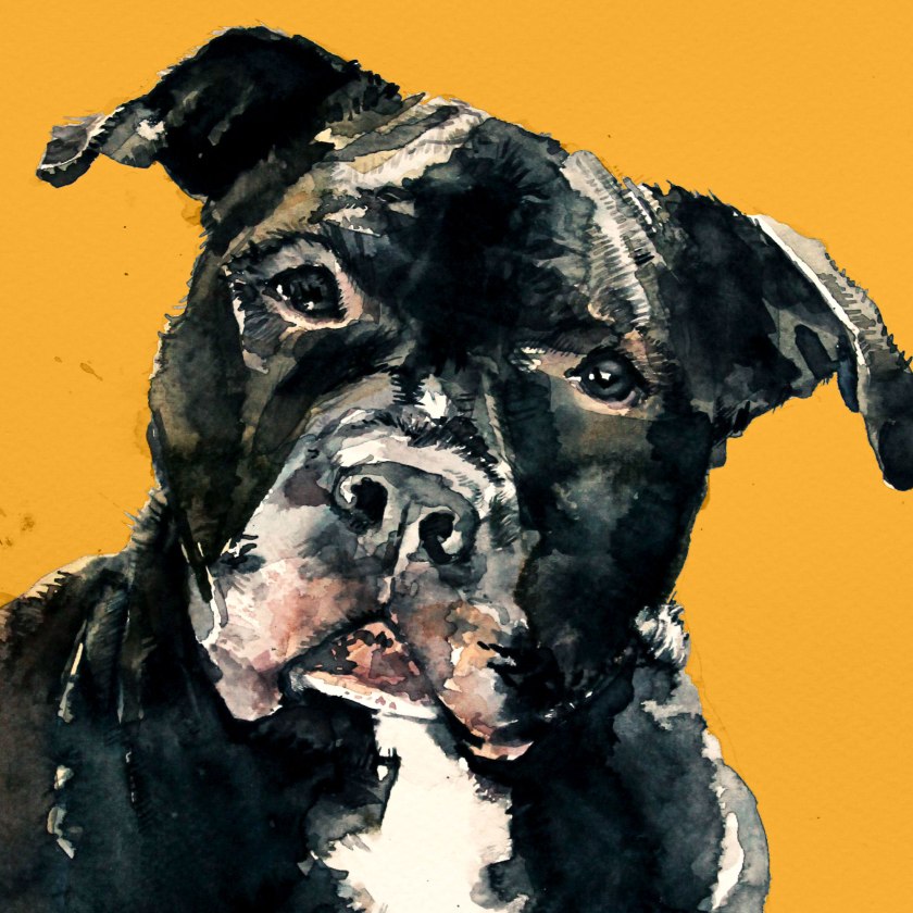 Watercolor painting illustration, custom dog art.